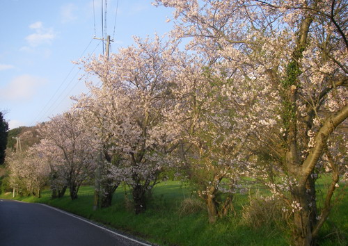150405tokiwacherryroad.jpg