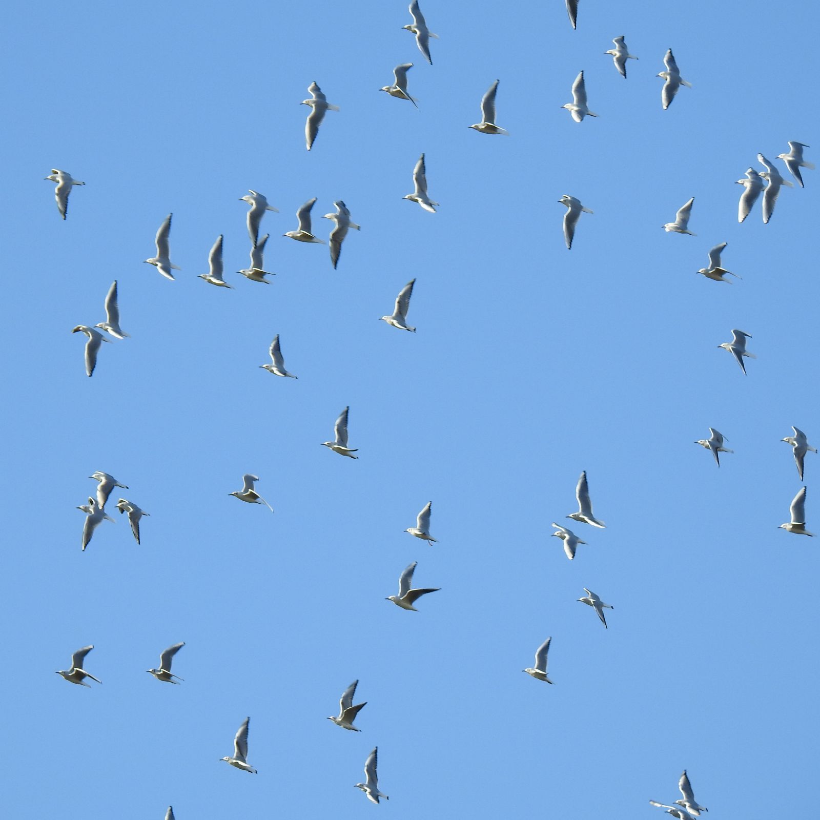 26ページ目の 野鳥 野性の大田区 東京都大田区自然探訪記 楽天ブログ