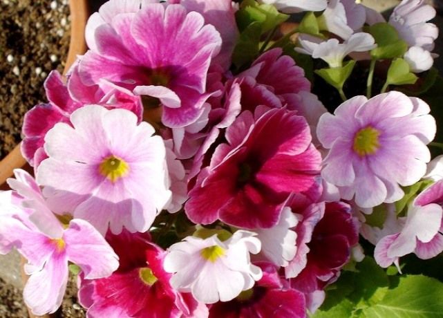 プリムラ ジュリアンの花 花と蕎麦とリハビリと 楽天ブログ