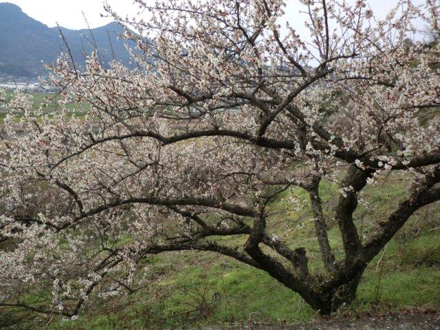 2012_0303_152832-CIMG0373.jpg
