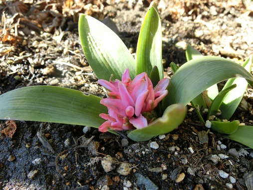 ヒヤシンス花芽