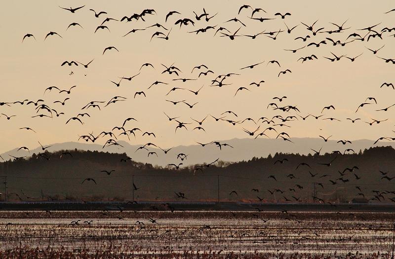 IMG_4066 (800x525).jpg