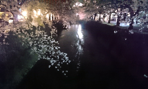潤井川の夜桜3(1).JPG