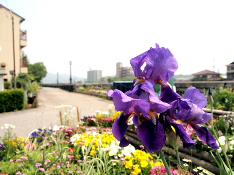 武庫川のアイリス