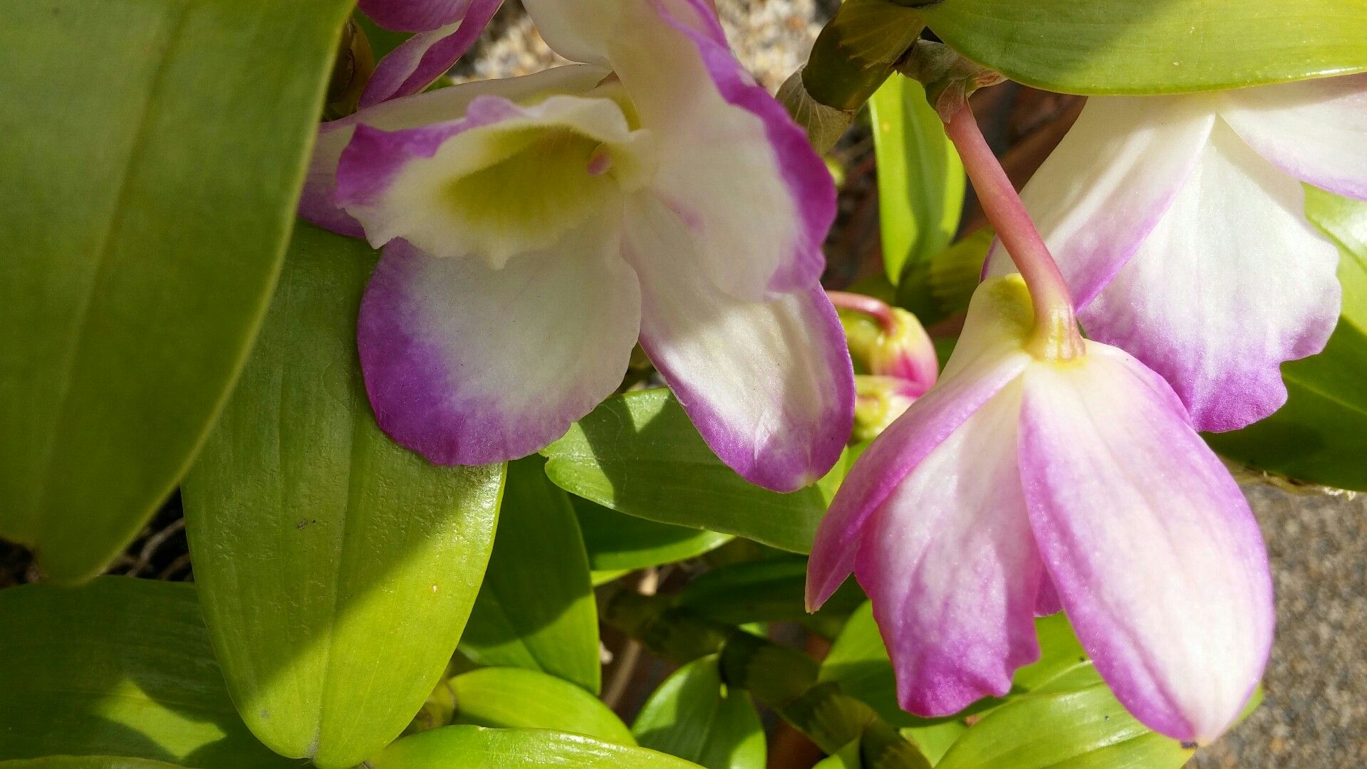蘭の花 もも どんぶらこ のブログ 楽天ブログ