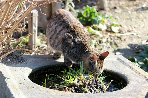 我が家のニャンコ♪2015/1/19-3