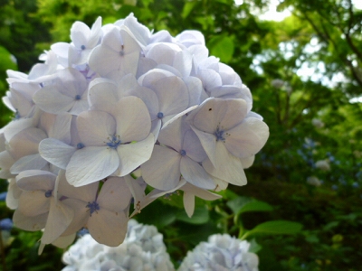 花３