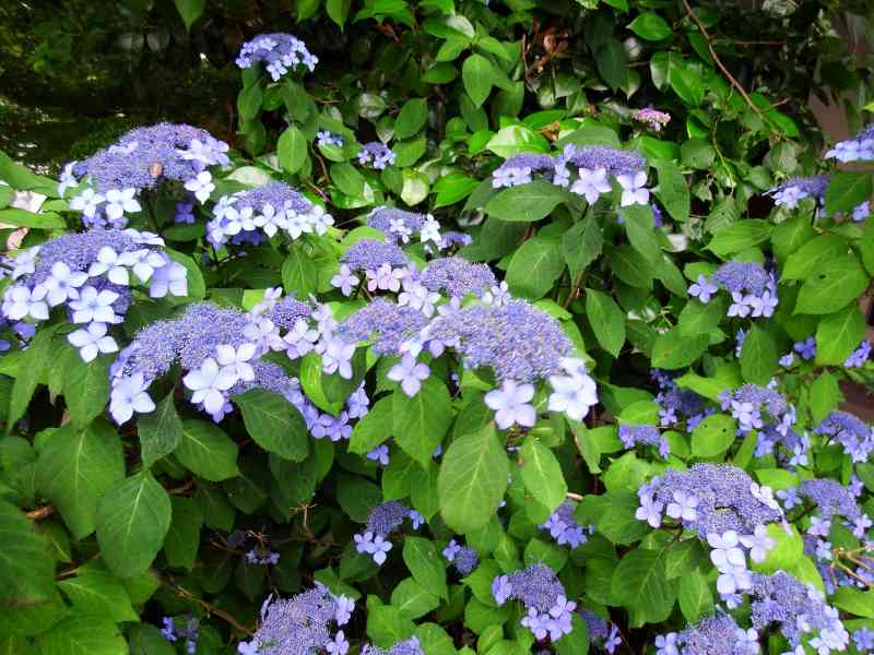 紫陽花の色も優しく 京都 大原 三千院 お散歩うさぎさんのブログ 京都 いろ色 楽天ブログ