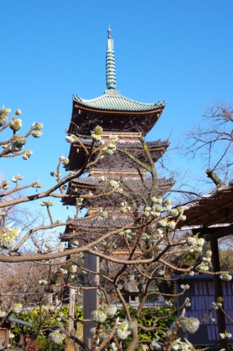 上野東照宮ぼたん苑