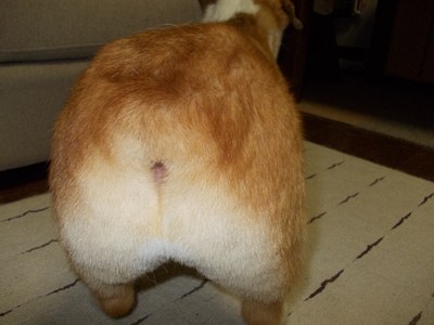 桃尻２