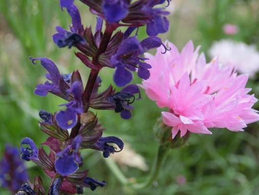 スクテラリア・ブルーファイヤー