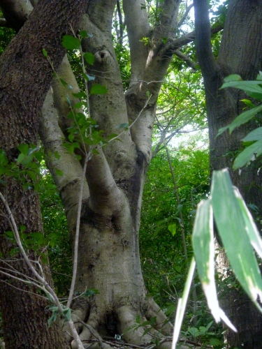 079 (375x500).jpg