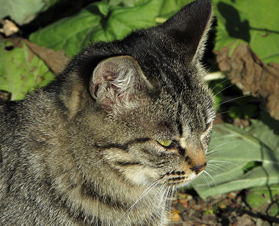 我が家のニャンコ♪2014/12/28-3