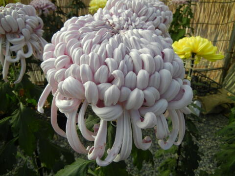 池上本門寺 菊花展