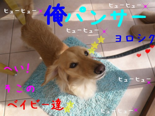 ﾊﾟﾝｻｰ.JPG