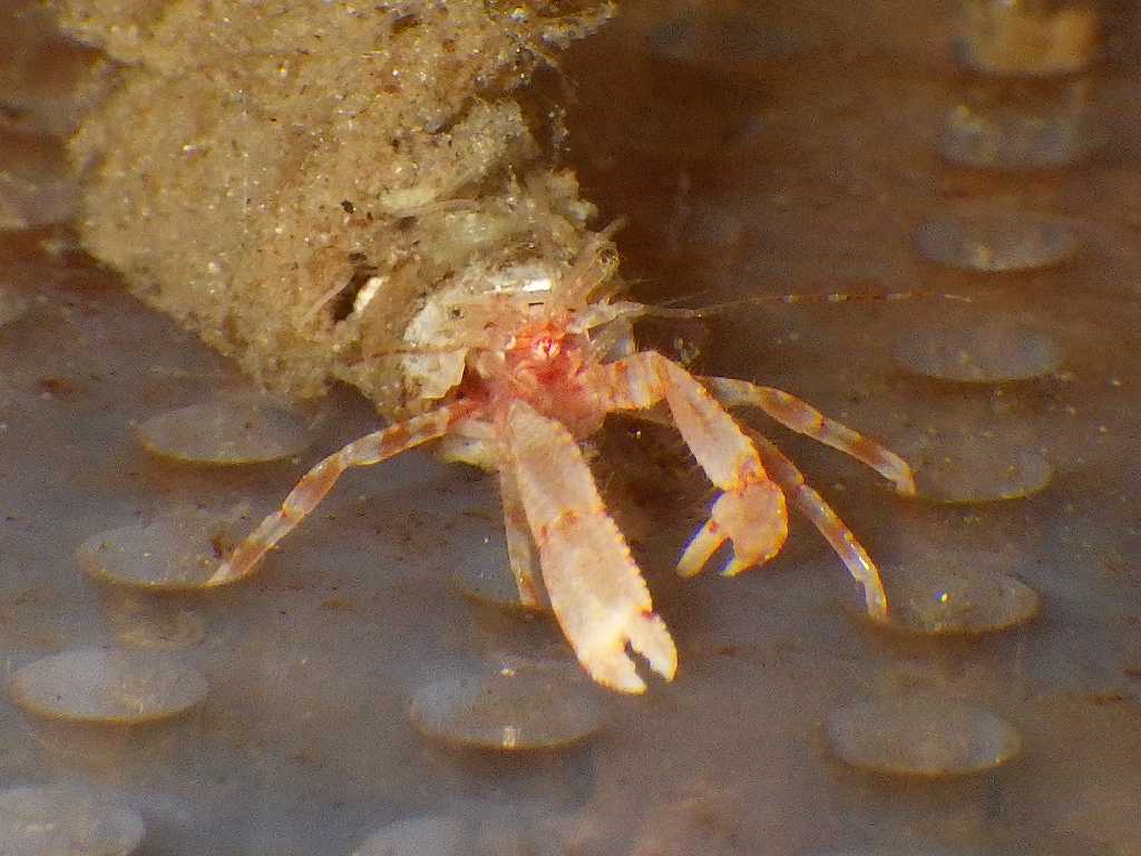 セルプラヤドカリ（Lophopagurus triserratus）4　和歌山水深100-150m採集