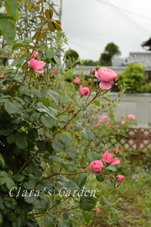 DSC_0013.JPG