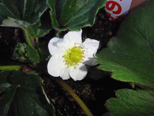 PB25いちごの花.jpg