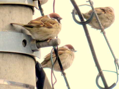 ３羽のスズメ