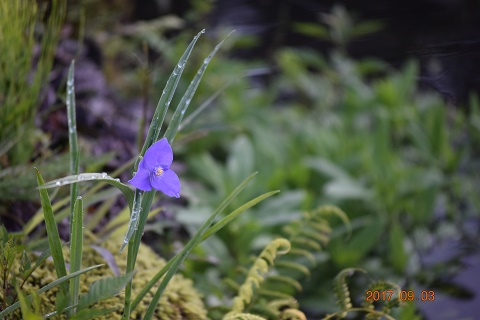 DSC_0386.jpg