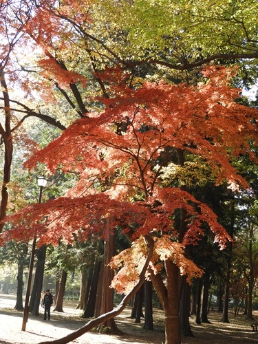 井の頭恩賜公園