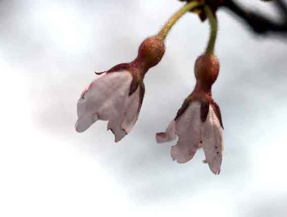 柴内の「ひょうたん桜」-3♪