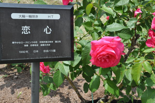 薔薇