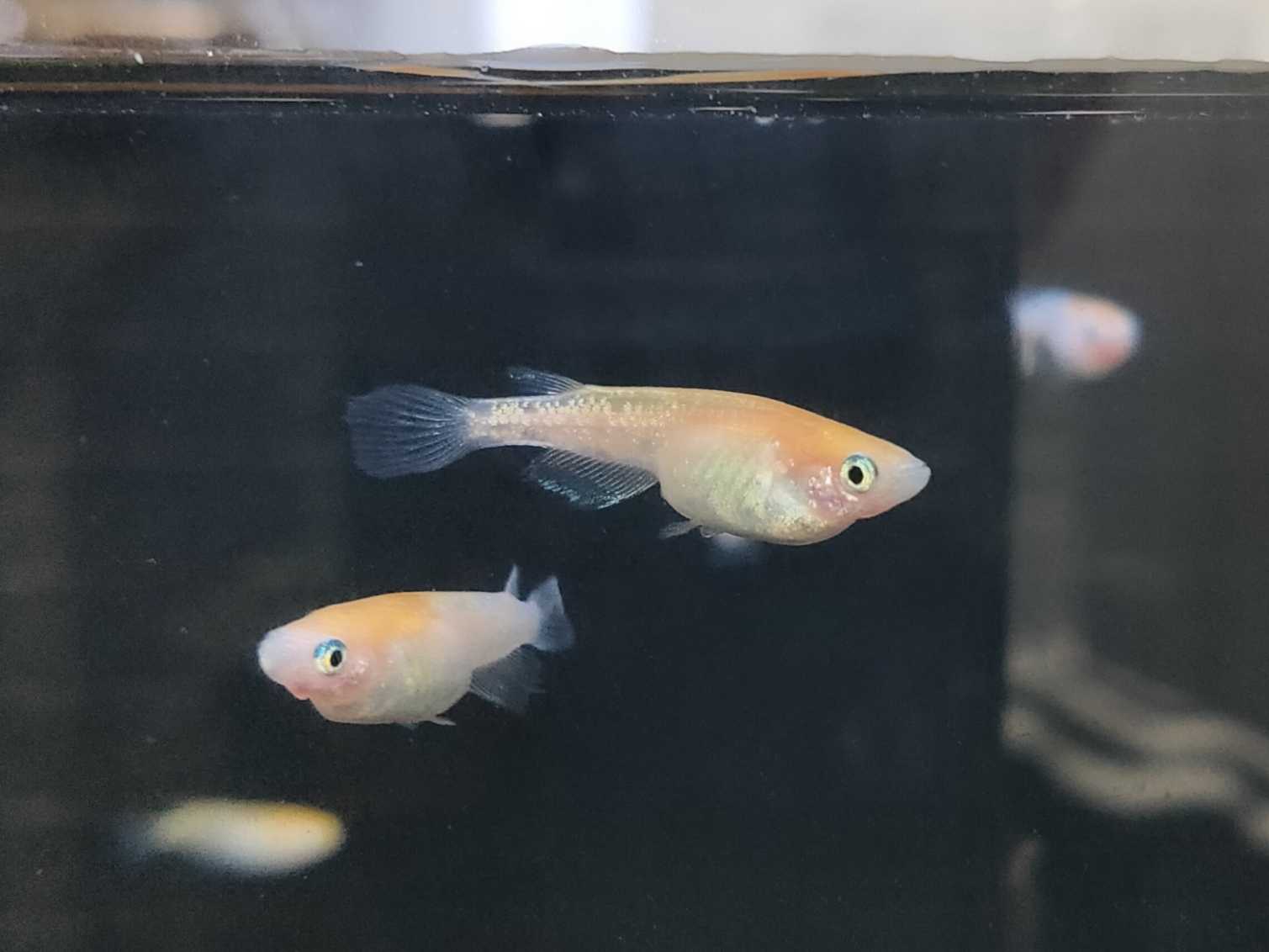 高級メダカ 現物 【はなつばさ 成魚】♂️１♀️２ ☆華翼（はなつばさ）メダカ | 近松めだか - 楽天ブログ
