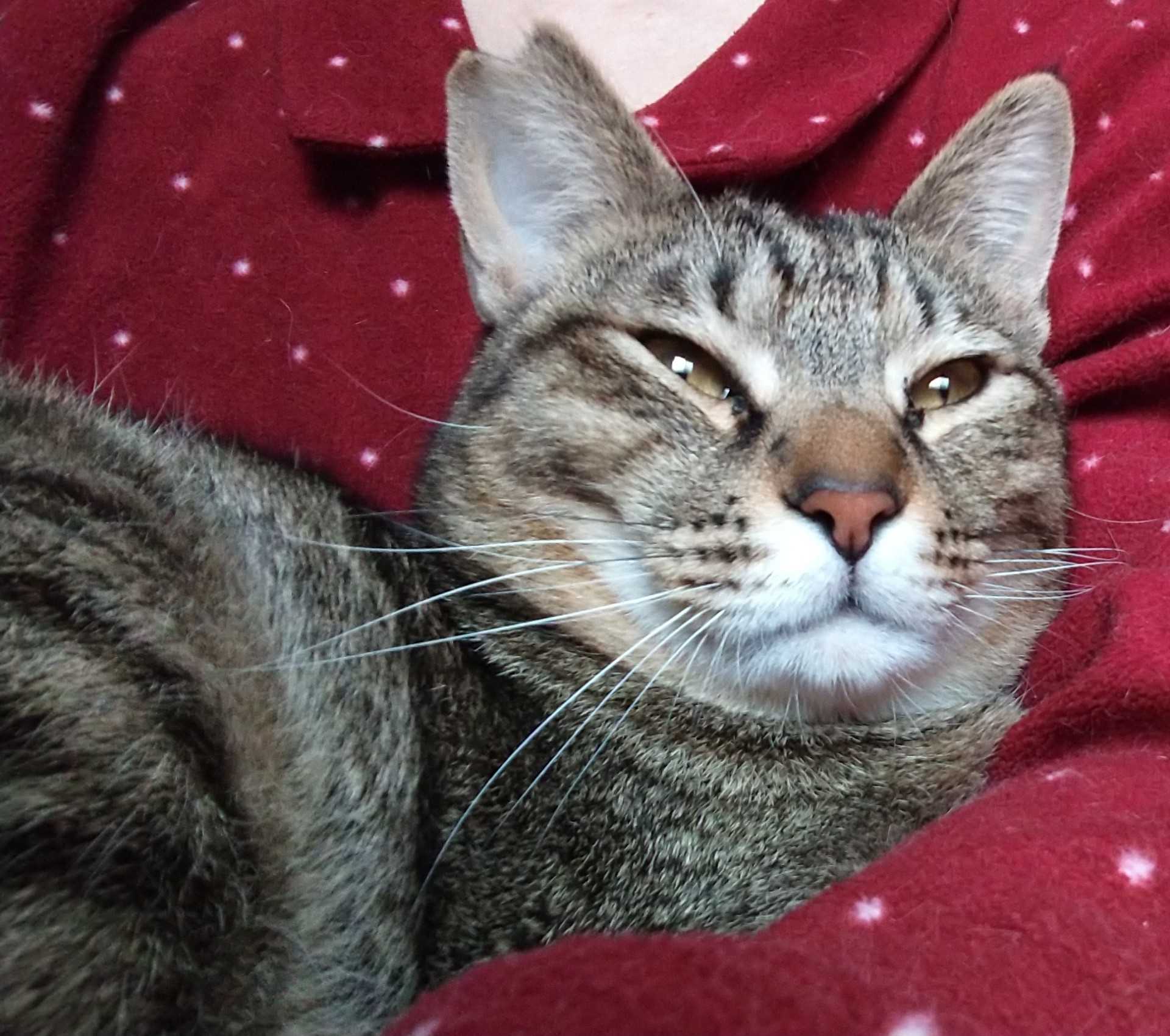 ブラッシングが好きな大吉 猫がいると頑張る 楽天ブログ