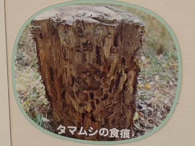 大阪市立自然史博物館2014年10月下旬6　タマムシの食痕