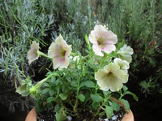 IMG_6944ss.jpg