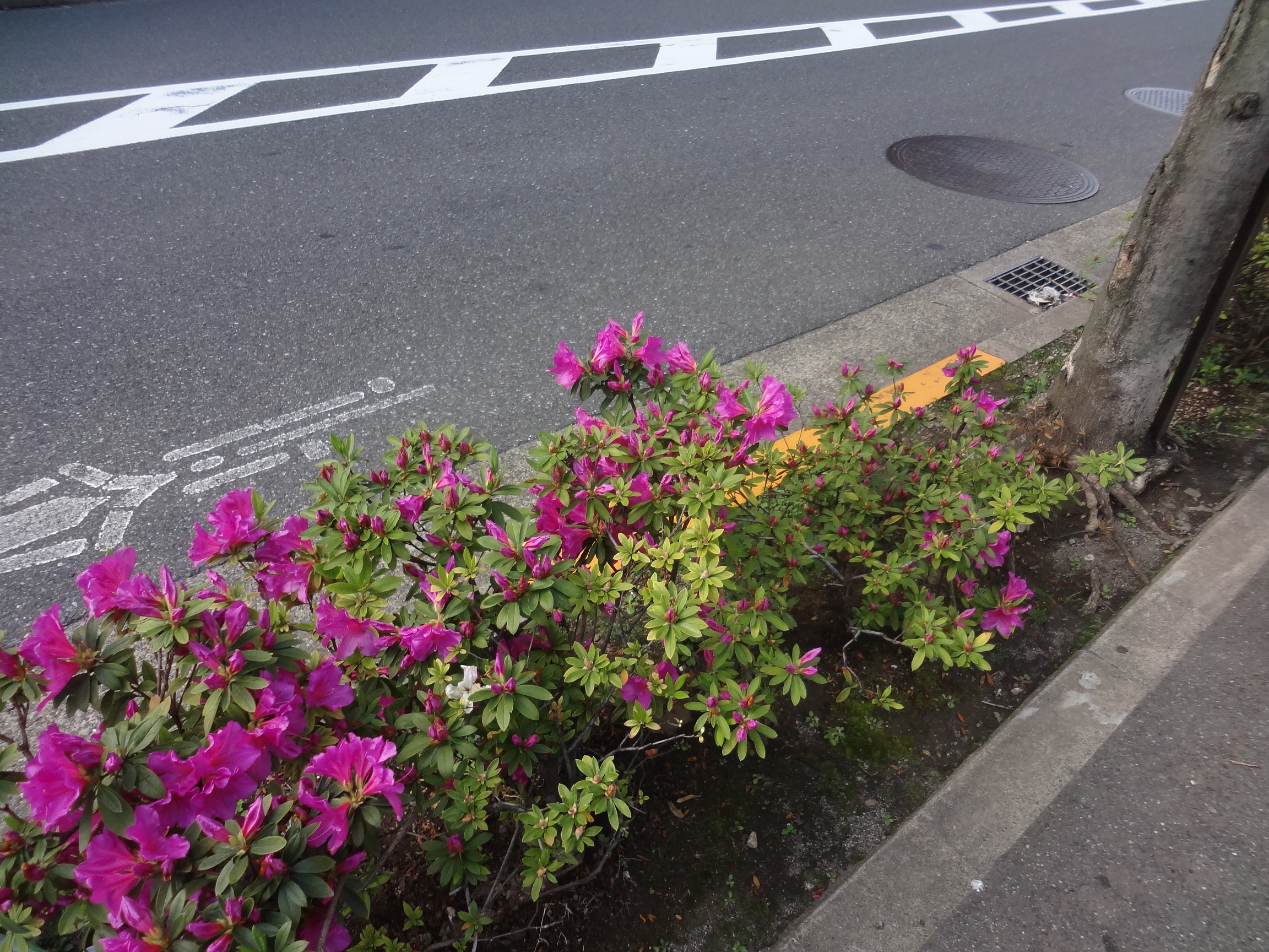 つつじの花.jpg