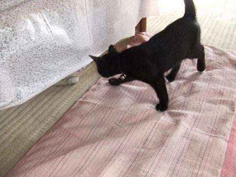 猫8.JPG