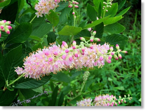 アメリカリョウブ