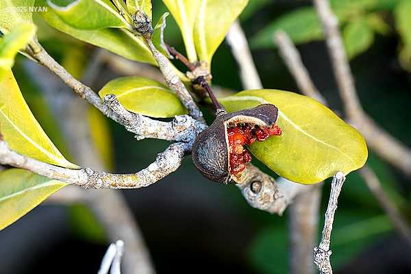 トベラ（扉、トベラ科）