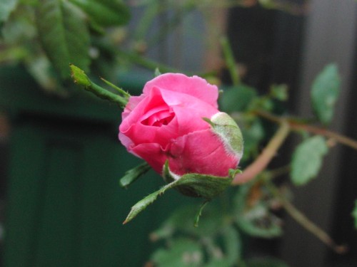 2012.6.23 ウィズリー.jpg
