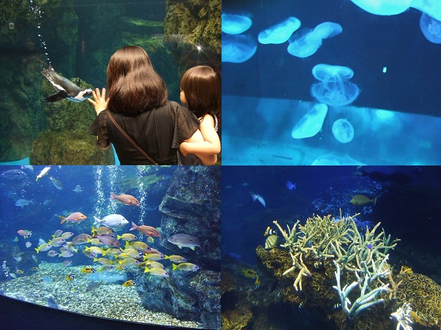 京都水族館２