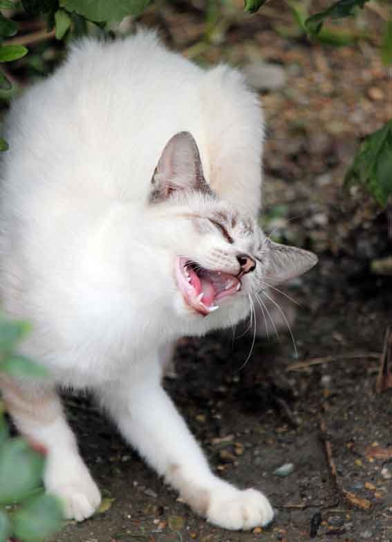 我が家のニャンコ♪2013/9/27-2