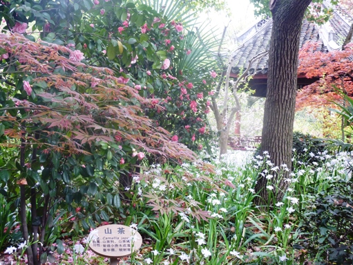 P1030386酔白池１５.JPG