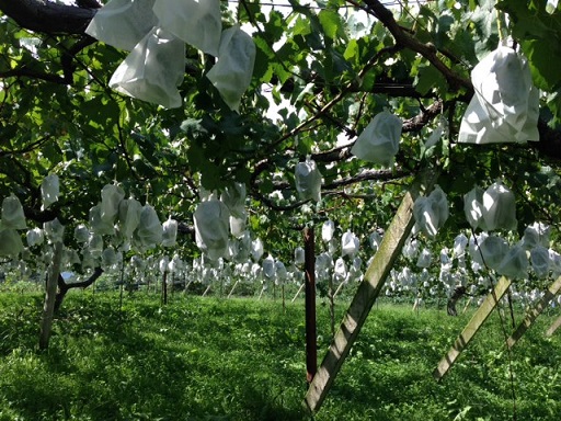 ぶどう棚.jpg