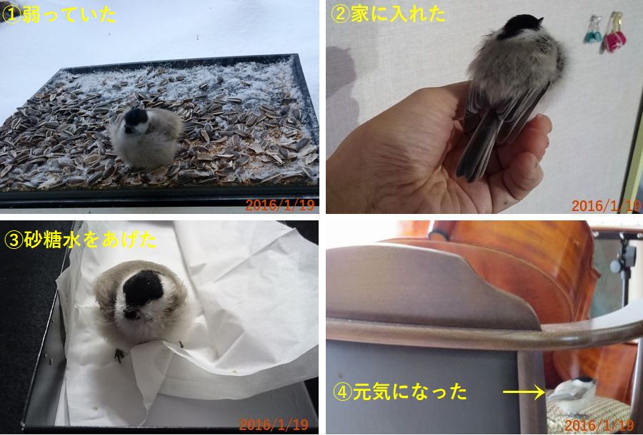 １／１９コガラ.jpg