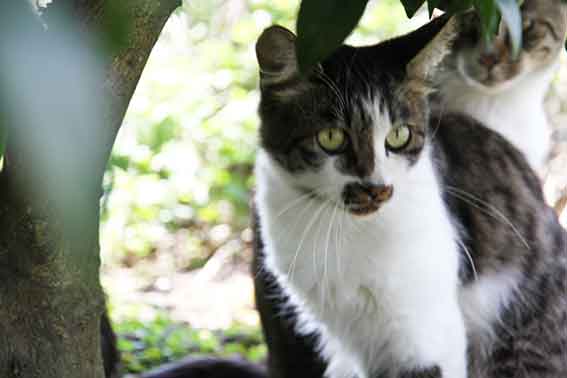 我が家のニャンコ♪2015/9/27-3