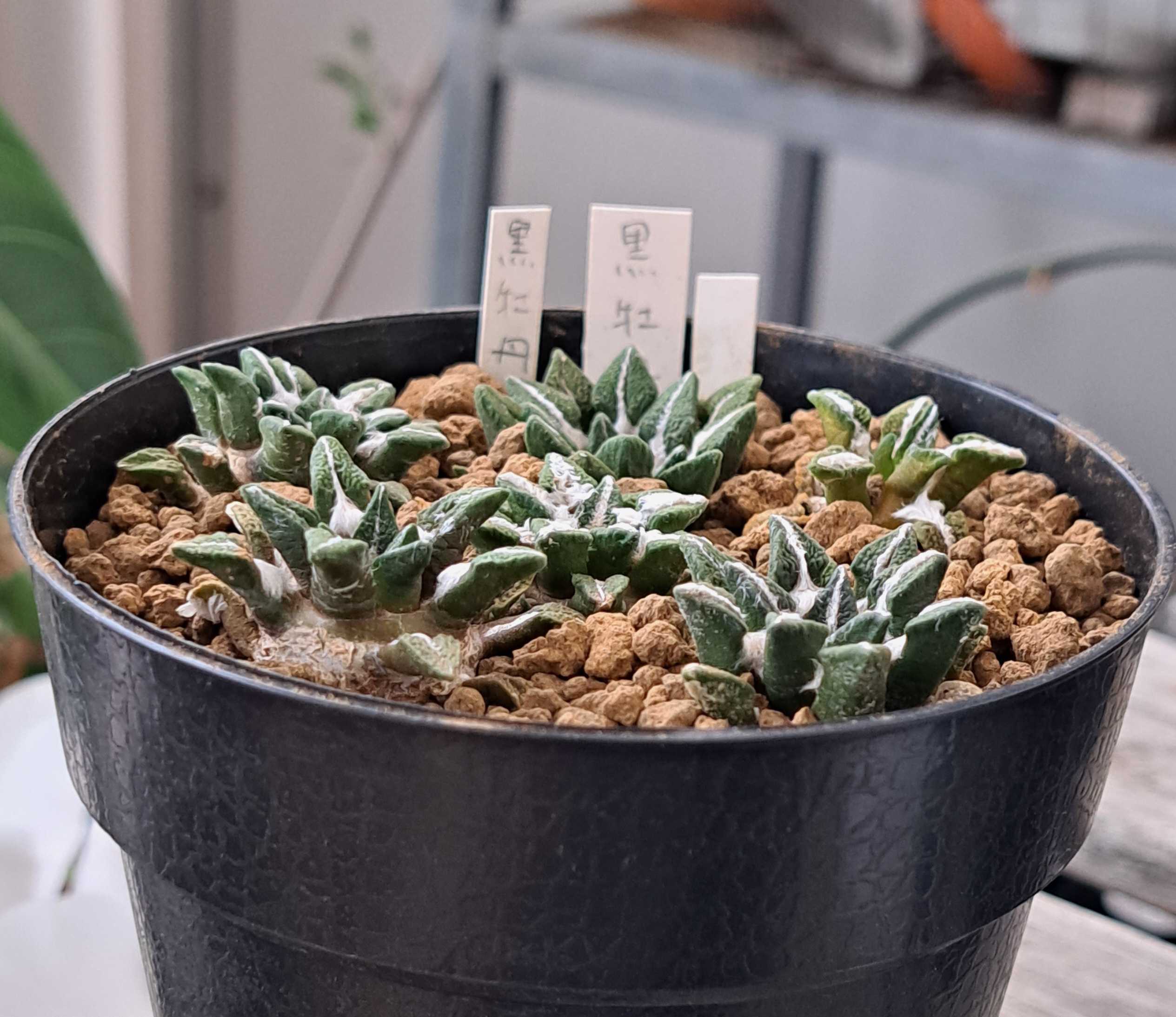 黒牡丹 他 三本植え