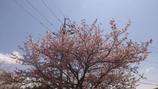 入学式桜.jpg