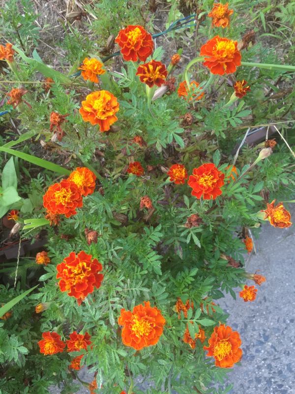 rblog-20160916131842-02.jpg