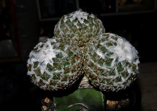 DSC_4306.jpg
