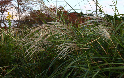 ススキ　27.10.13-1_edited-1.jpg