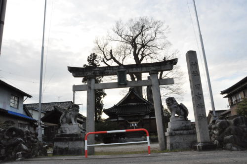 宮川大けやき