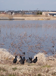 城沼20170129.jpg