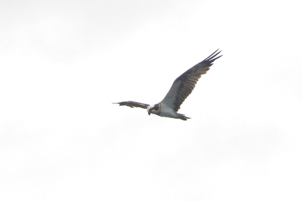 佐賀関へアジ釣りに行く アジ４０匹 鳥 港に来たミサゴ 大分金太郎の花鳥蝶月 楽天ブログ